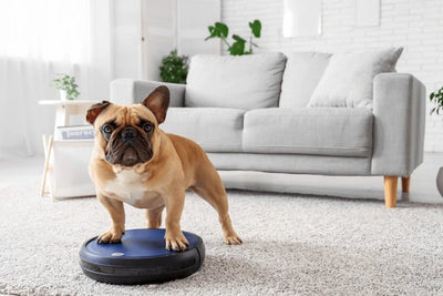 Vacuum Couches